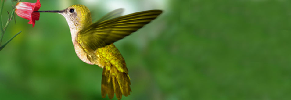 Yellow/gold hummingbird feeding out of a pink flower.