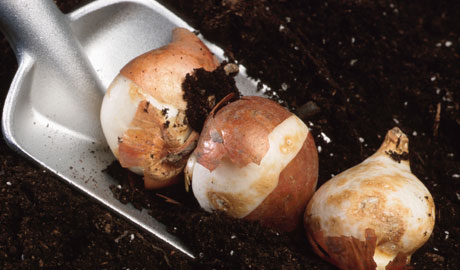 Bulbs with Trowel