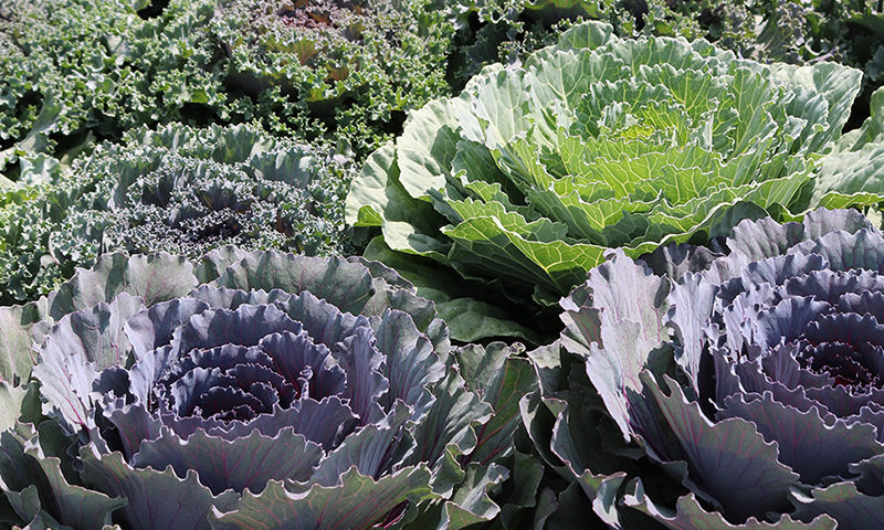 Ornamental Kale