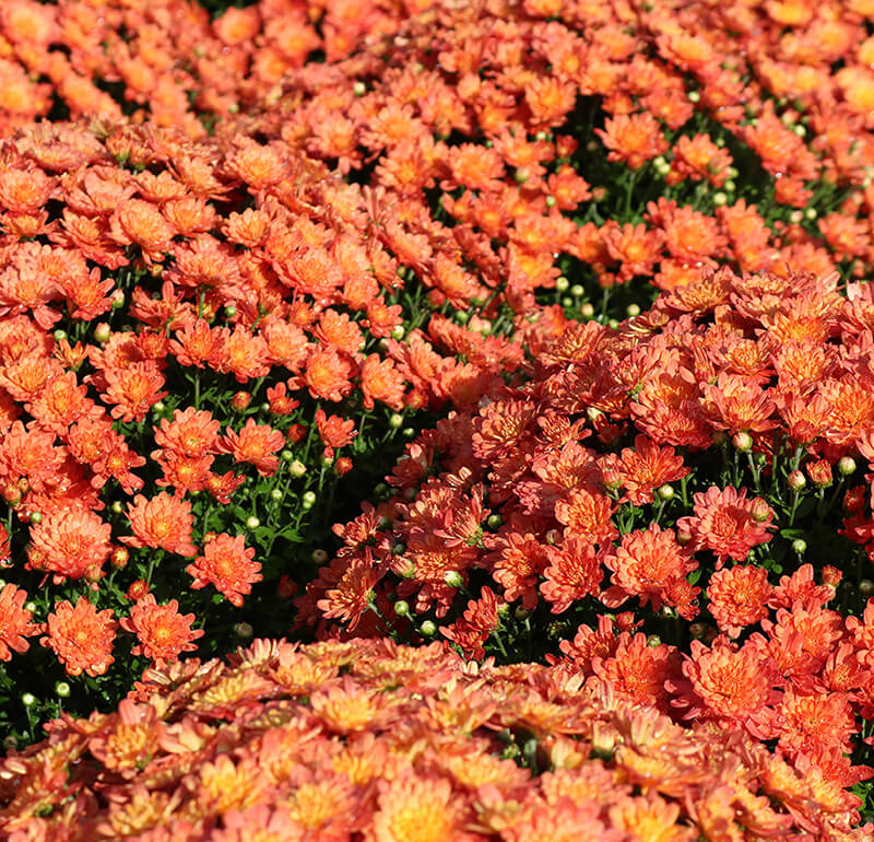 Orange Mums