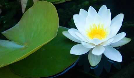 water lily