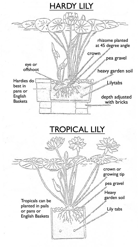 hard lily and tropical lily