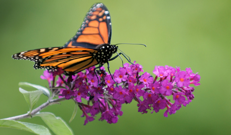 Butterfly pollinating a plant.