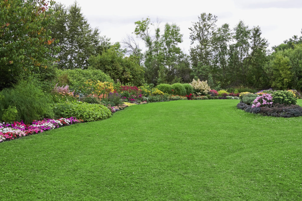 backyard with flowers