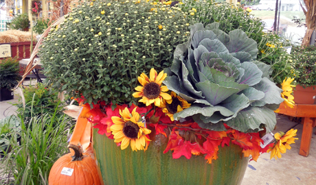 fall containers with mums, cabbage, sunflowers, and leaves