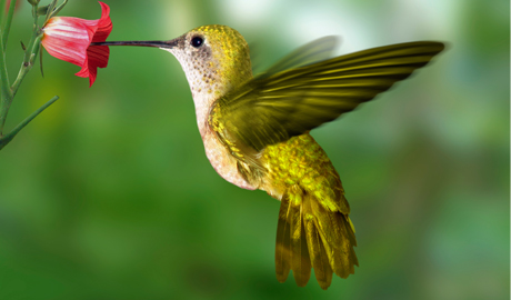 green hummingbird at pink flower