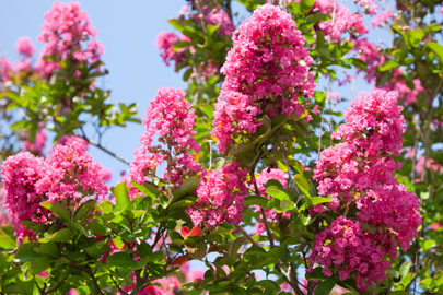 Crape Myrtle