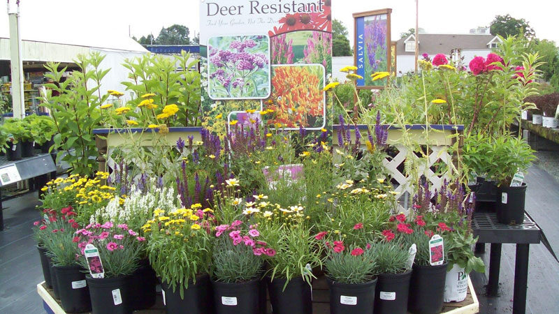 Hummelstown perennial display