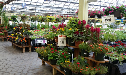 Mechanicsburg Greenhouse Summer