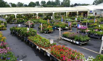 Mechanicsburg nursery section in summer