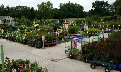 Nursery East York Summer