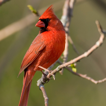 red robin