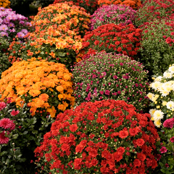 fall mums