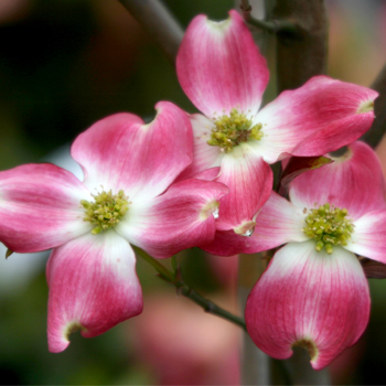 Flowering Trees