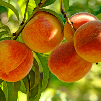 Fruit Trees