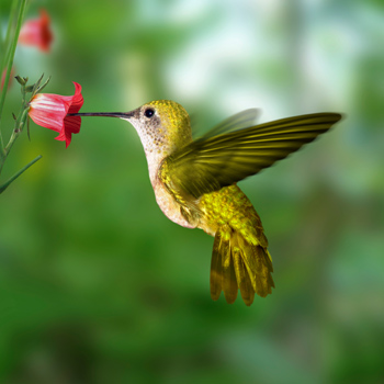 Hummingbird