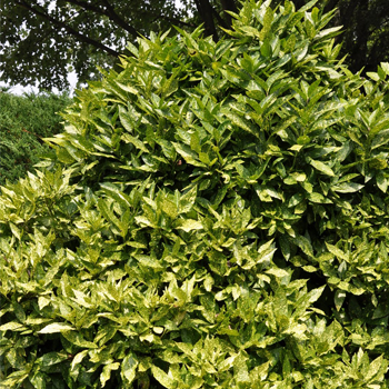 Large Evergreen Shrub