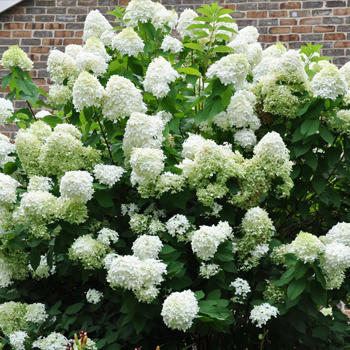 Large Flowering Shrub