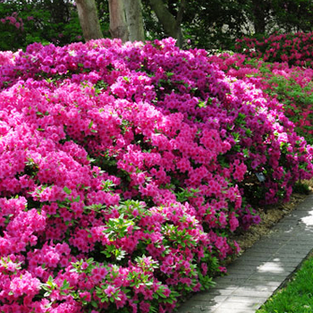 Low Light Tolerant Shrubs