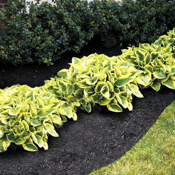 mulch and hostas