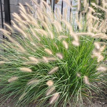 Ornamental Grasses