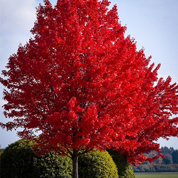 Shade Trees