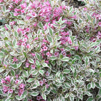 Small Flowering Shrubs