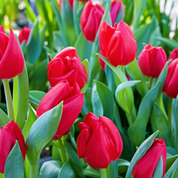 tulips