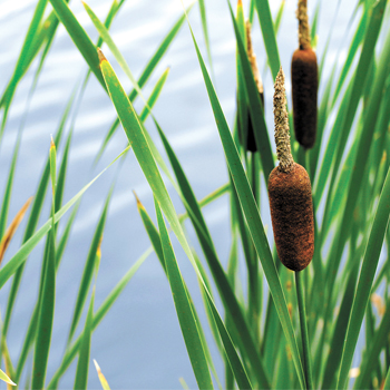 Water Plants