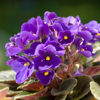 african violets