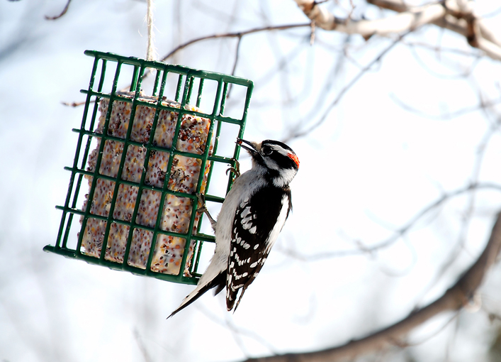 Bird with Suet Cage