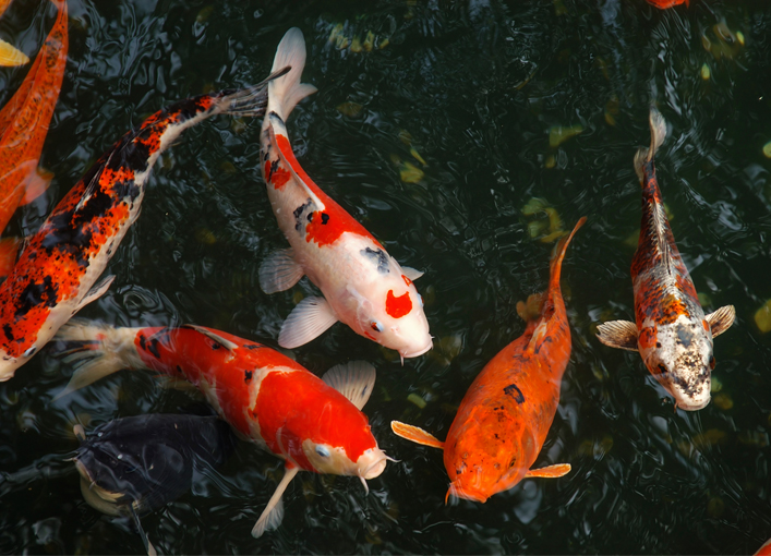 Koi Fish