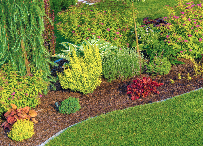 Freshly mulched garden in springtime