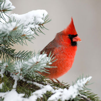 red bird on snowy evergreen