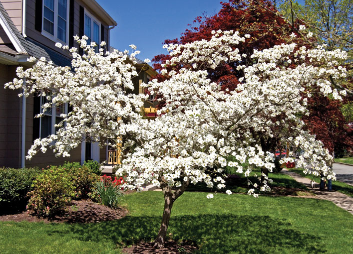 Dogwood Trees