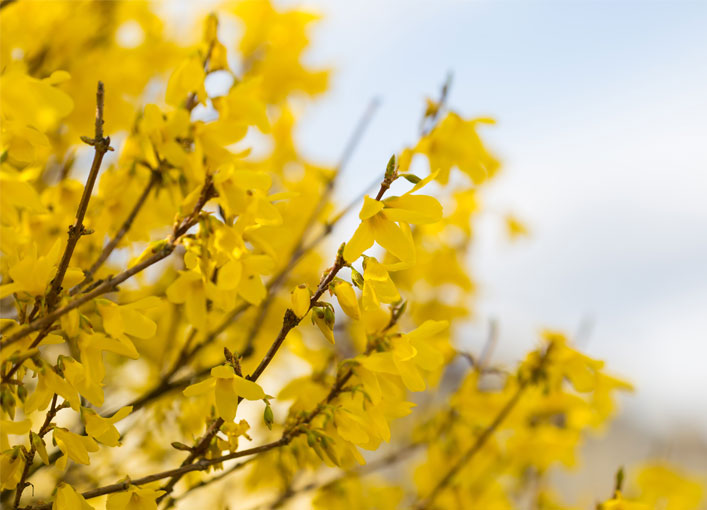 Forsythia