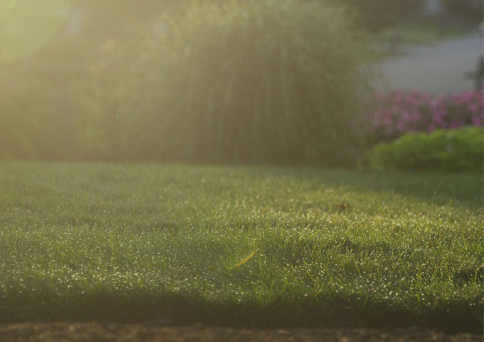 lawn and plants in the strong summer sun