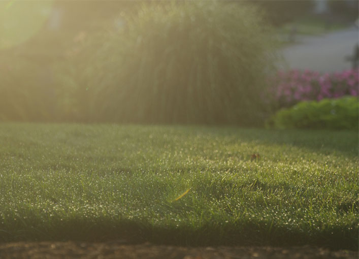 lawn and plants in the strong summer sun