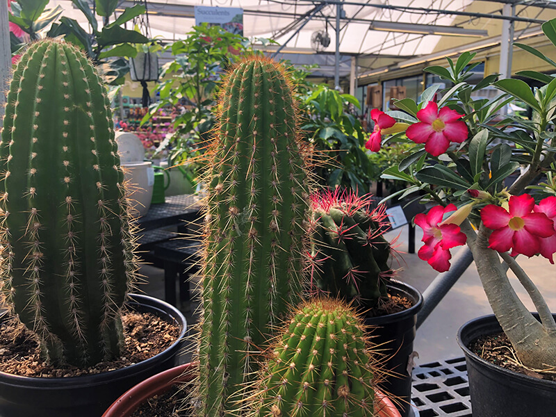 cacti up close