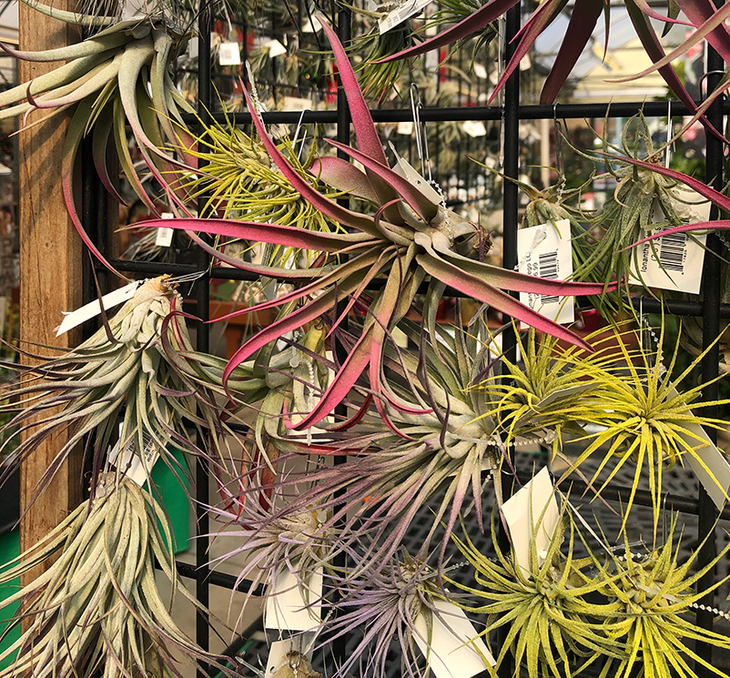 Air Plants