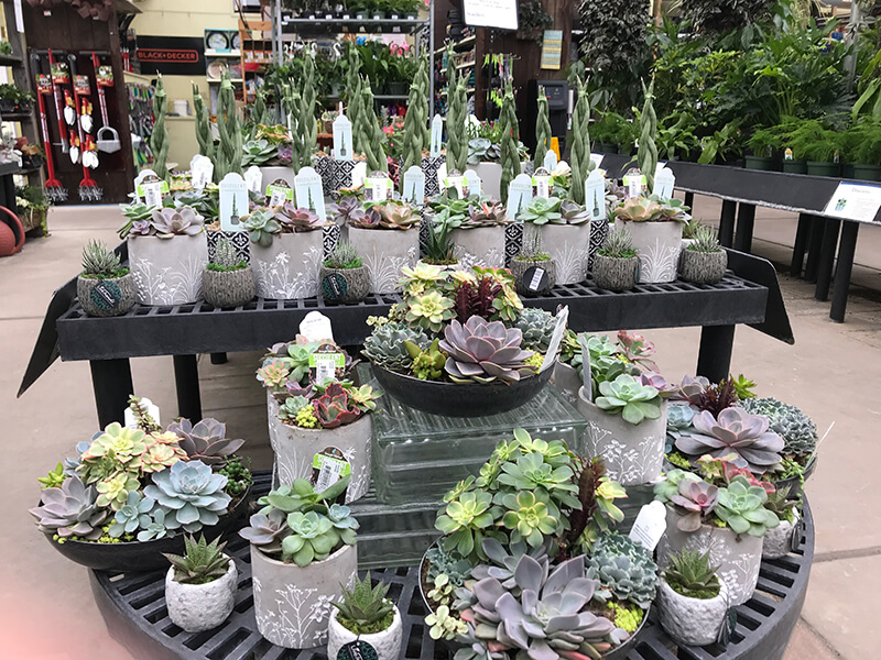 Linglestown succulents