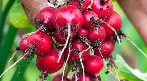 Radish