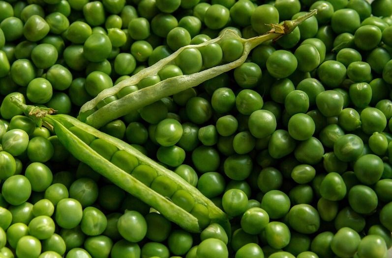 scattered peas underneath recently harvested pea plants