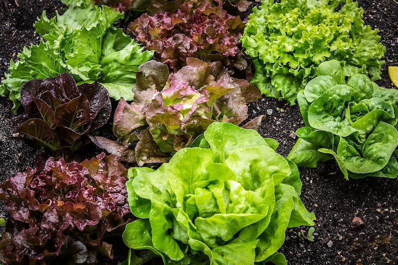 sprouting lettuce from garden