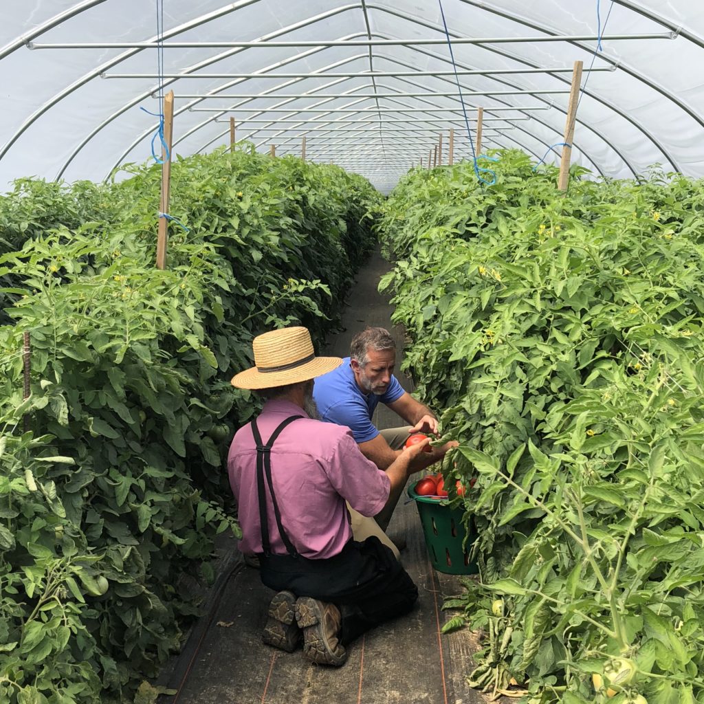 image of greenhouse growing tomatoes