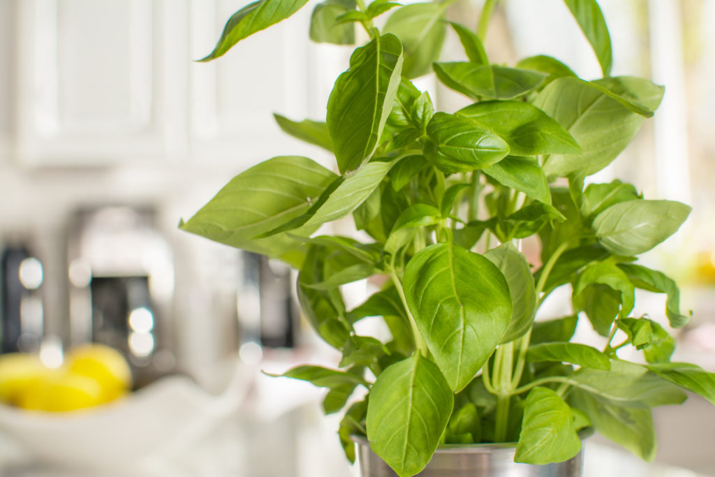 bright green houseplant placed in modern white kitchen