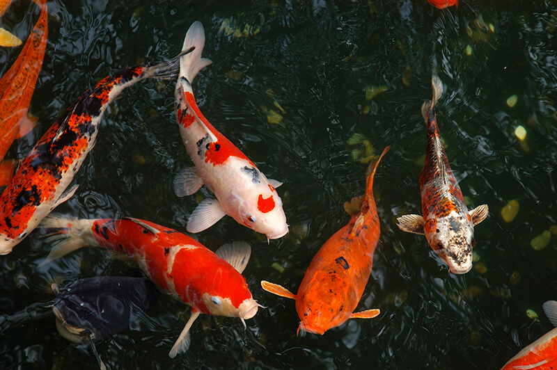 Koi Fish