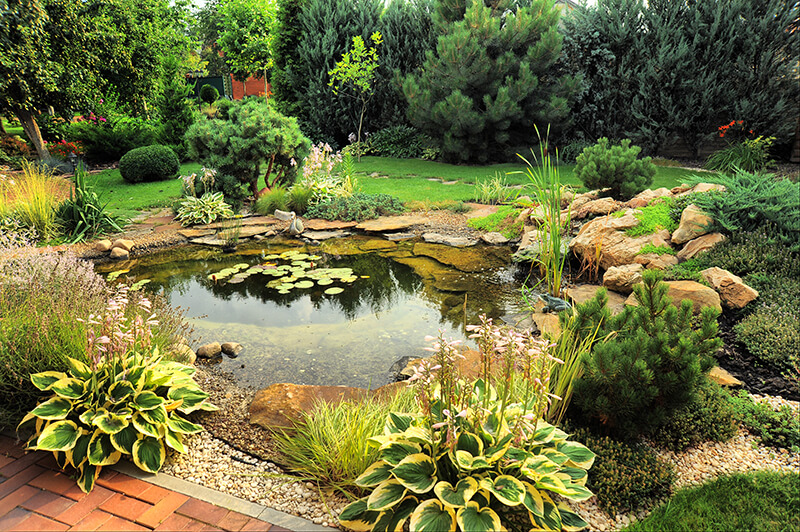 pond with greenery around