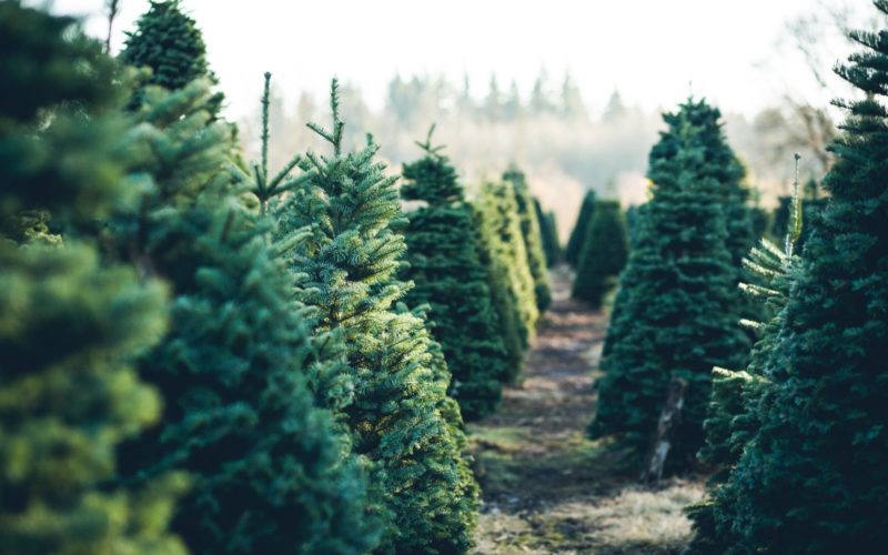 A Christmas tree farm