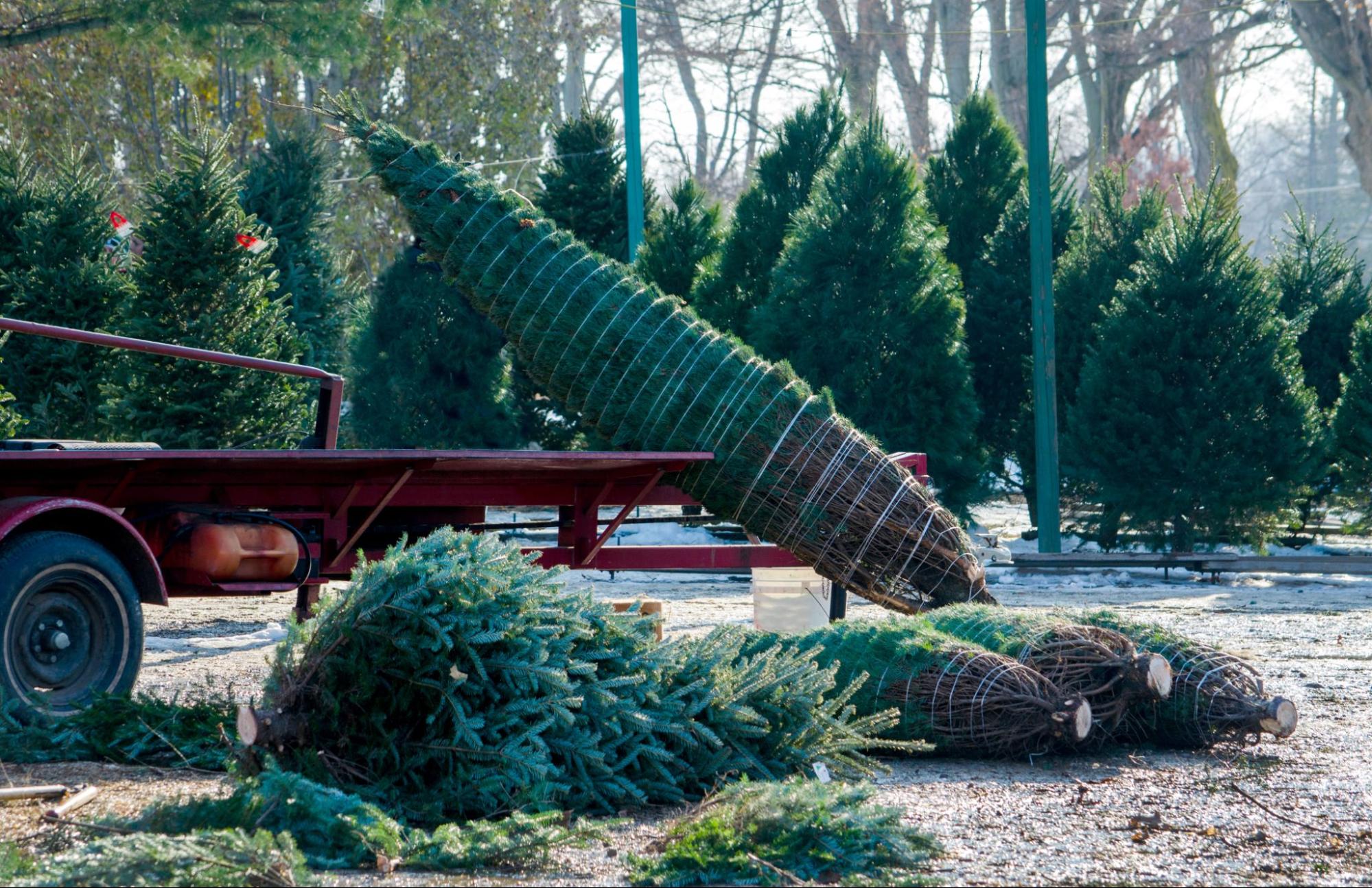 A tree covered in netting and ready to take home.